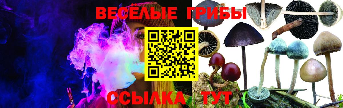Унеча  Псилоцибиновые грибы Magic Shrooms  Вход с VPN  Псилоцибиновые грибы Psilocybine cubensis 