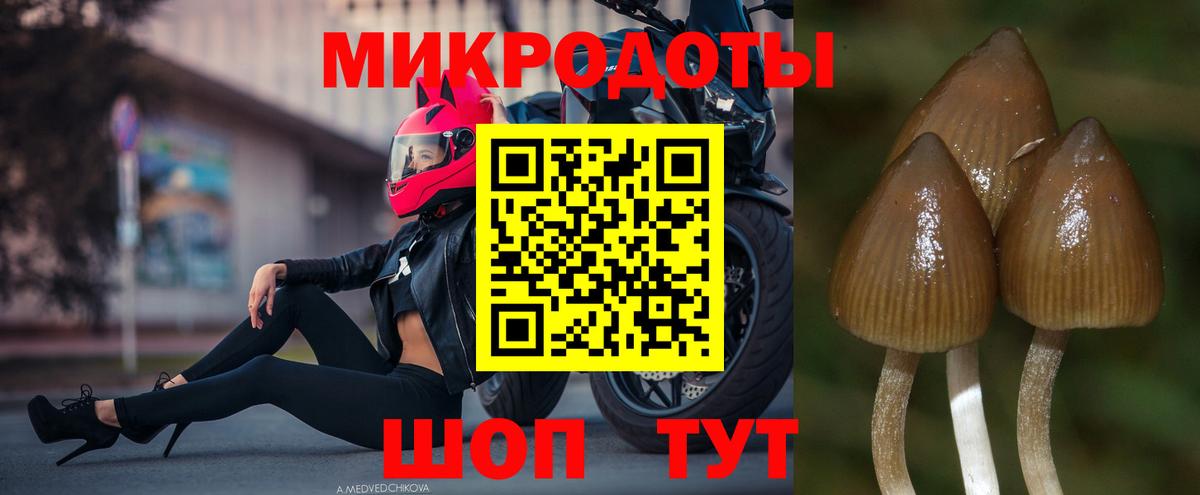 Галлюциногенные грибы Psilocybe Унеча
